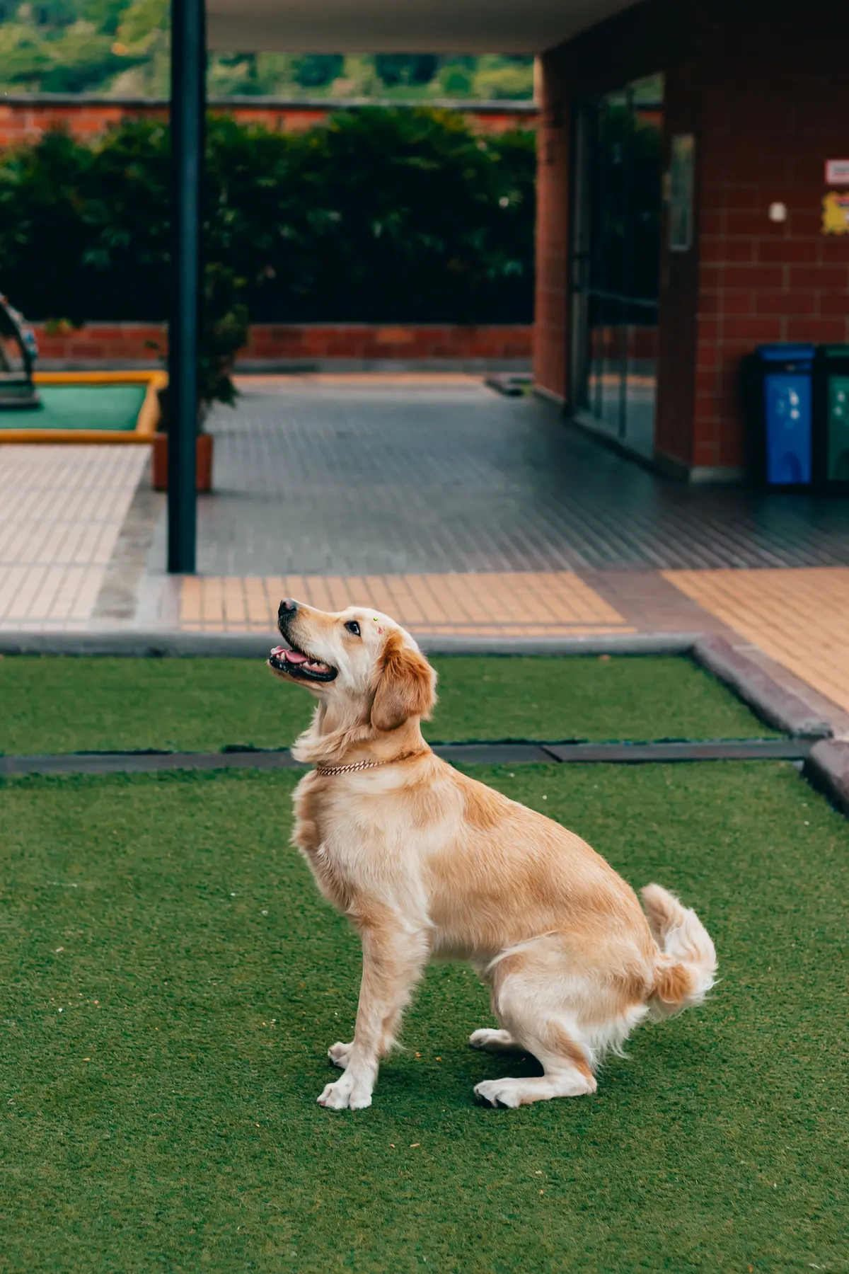 Golden Retriever sitting on artificial turf in an apartment courtyard