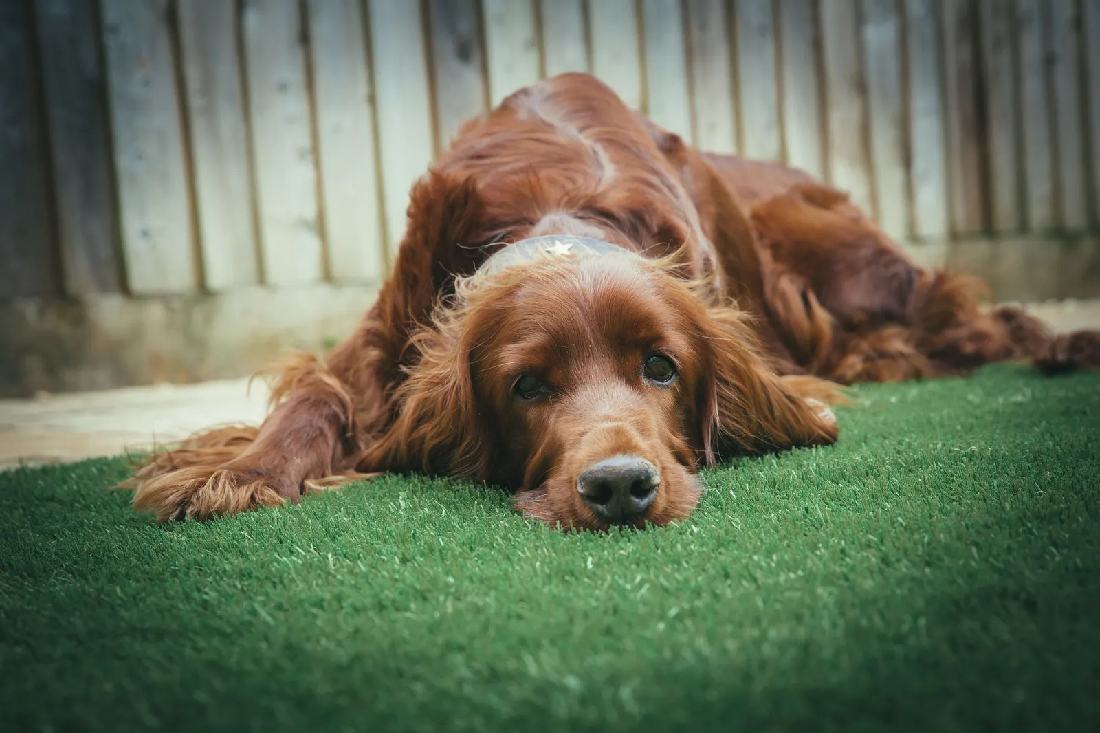 Irish Setter resting on artificial grass near a fence
