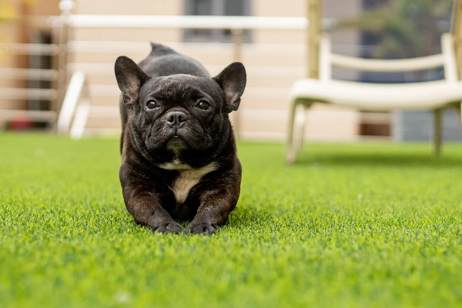 French Bulldog lying on pet turf beside a patio
